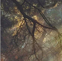 Forest canopy with restored light and color