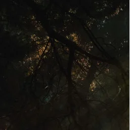 Forest canopy with underexposed shadows